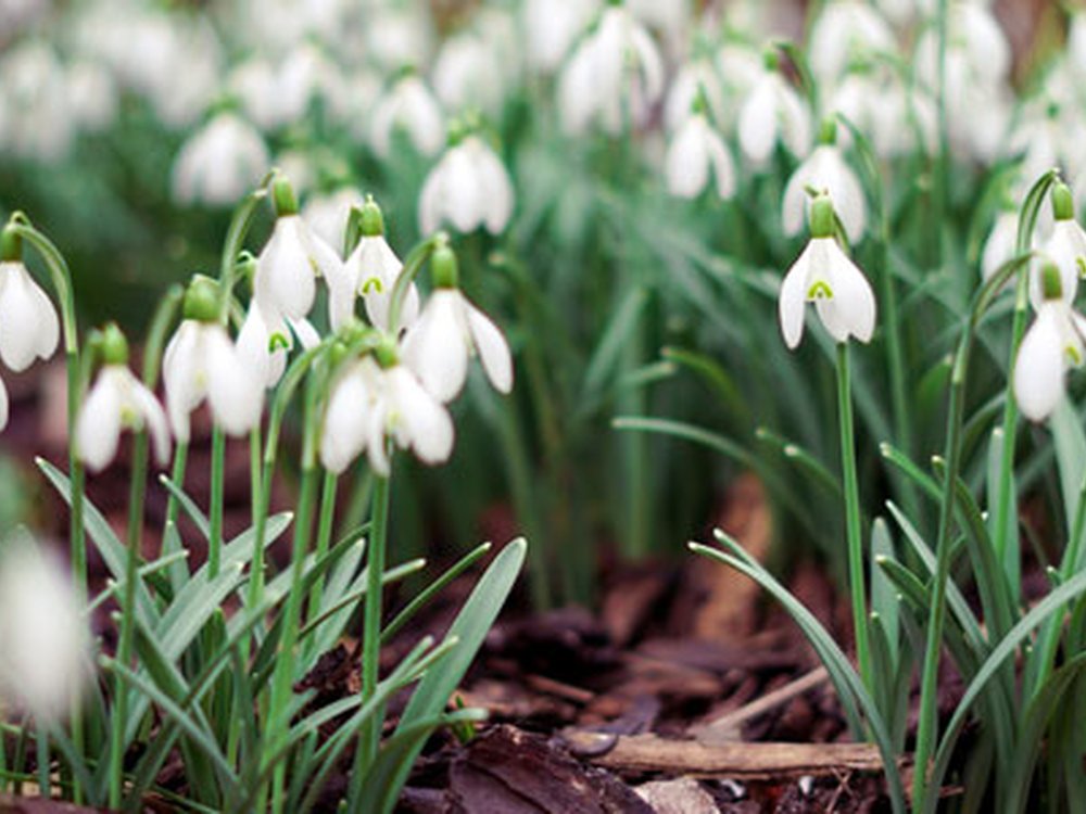 Close-up of a group of white snowdrops