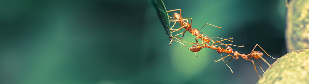 A chain of 4 ants creating a link between a leaf to a green berry