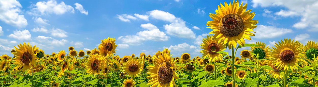 A field of Yellow sunflowers with a bright blue summer sky, One sunflower has grown taller than the others.