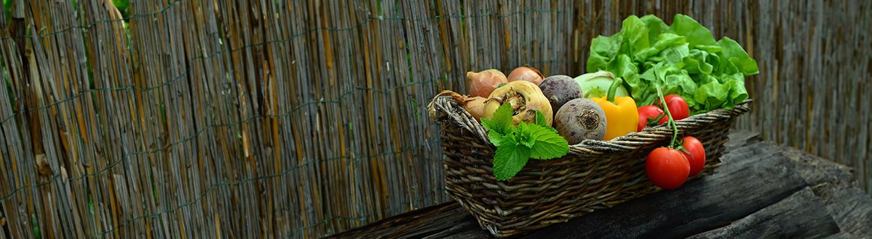 A rustic woven basket full of home grown fresh vegetables and salad