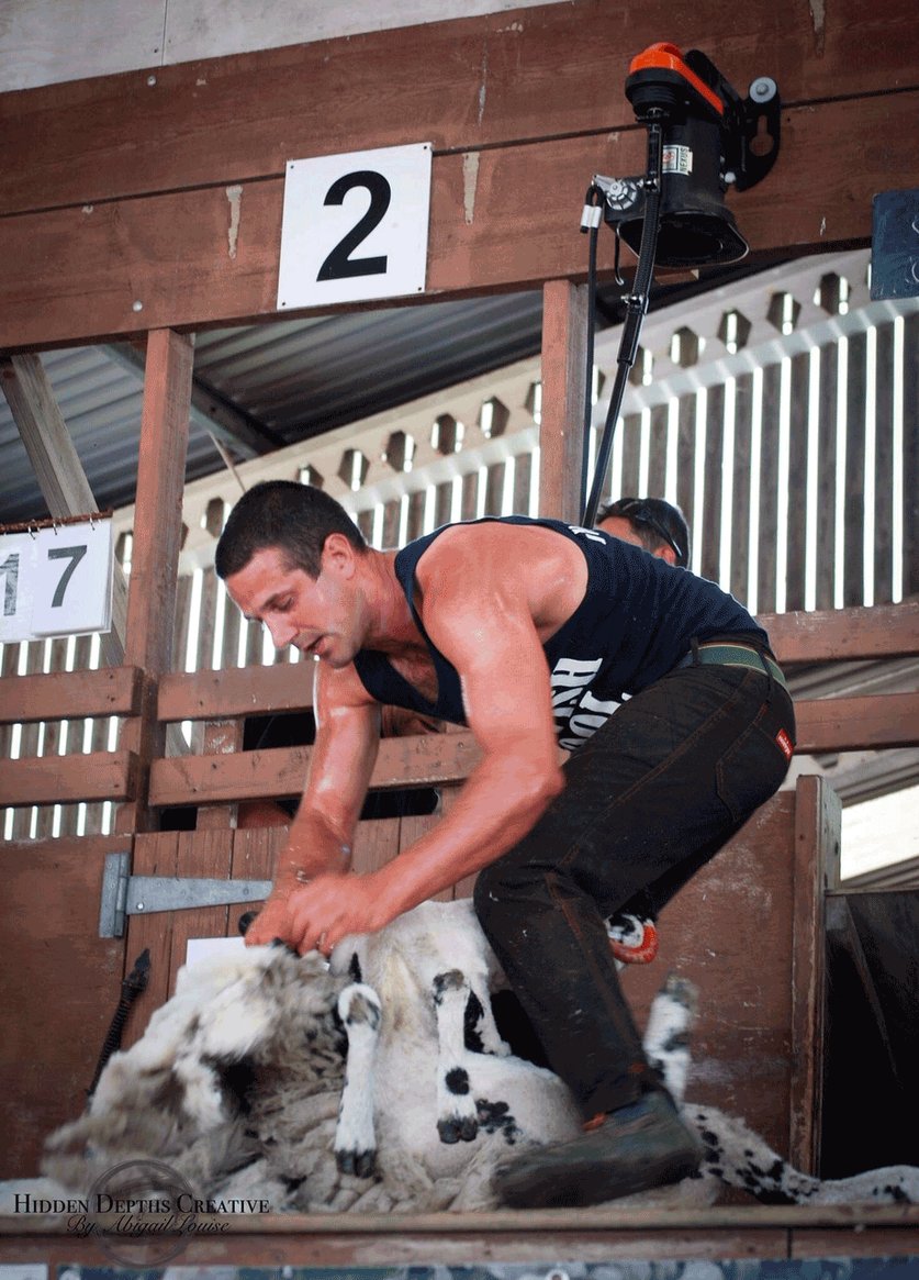 A man wiith short black hair in a blacj vest and black trousers crouches over shearing a sheep on a wooden stage
