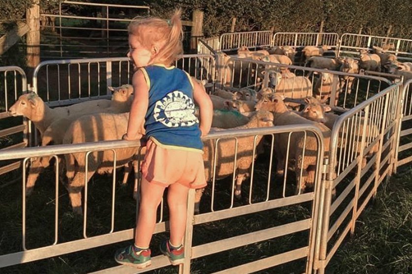 A little blonde girl with her hair in a pony tail in pink shorts and a blue vests leans over the side of a sheep pen full of sheep. The sun is shining