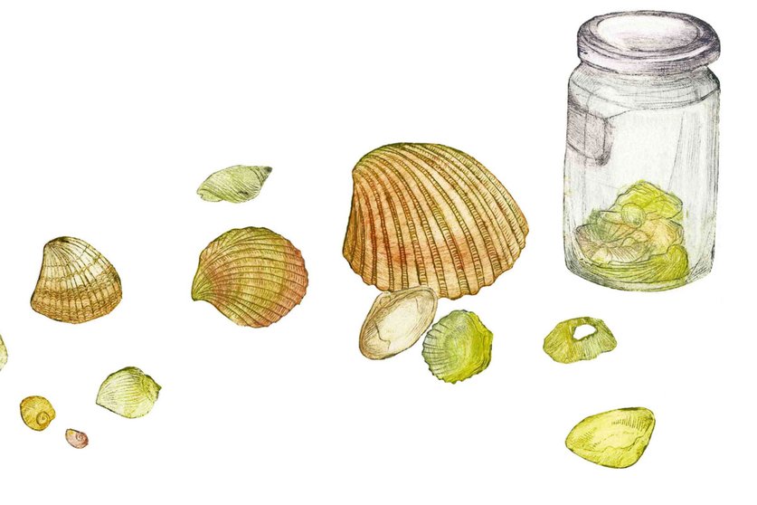 A pencil drawing of shells next to a glass jar