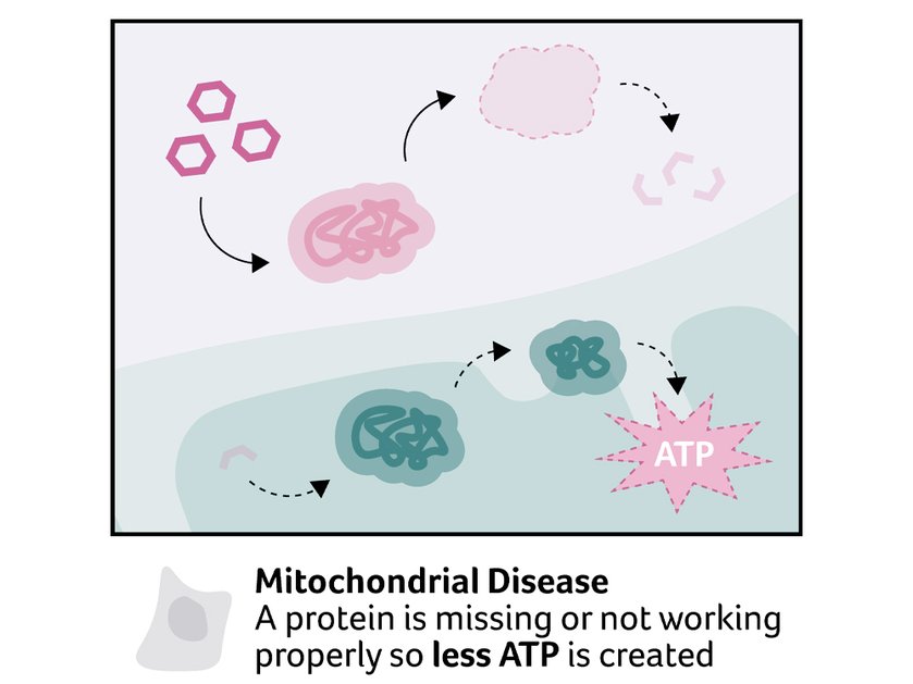 Illustration of what happens when a protein is missing