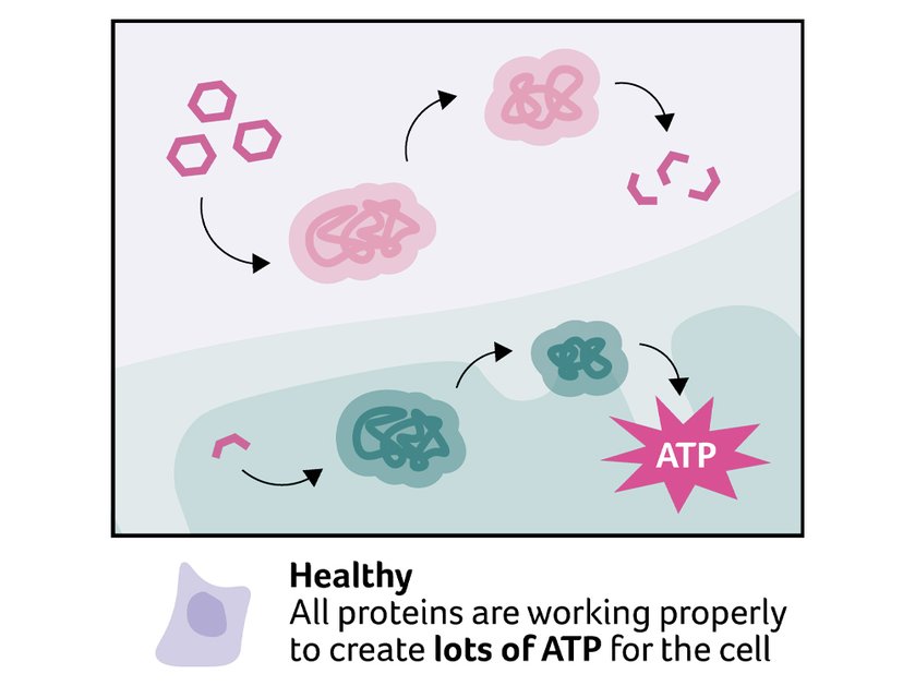 Illustration of healthy proteins working