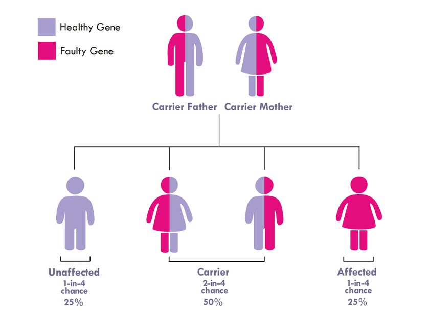 Graph showing the pattern of inheritance for autosomal recessive in heritance in mitochondrial disease