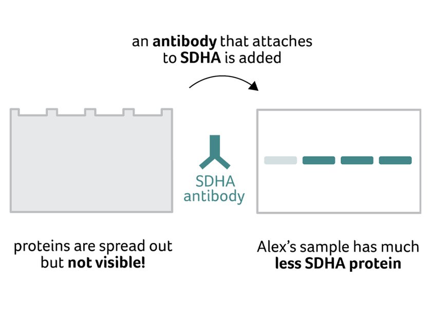 Illustration of what happens in a western blot process