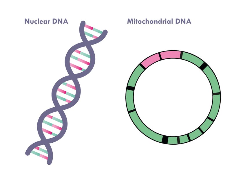 Illustrations of strands of nuclear and mitochondrial DNA