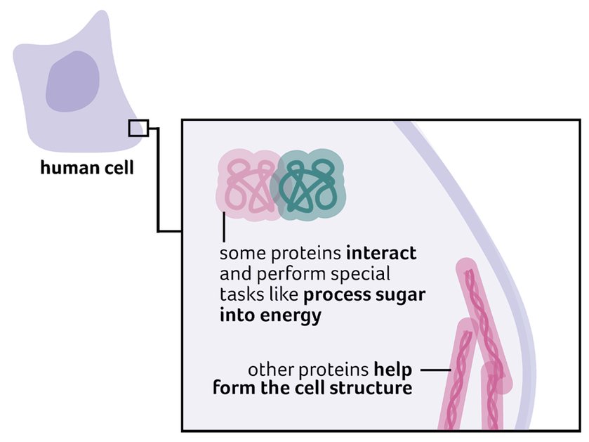 Illustration of what proteins are