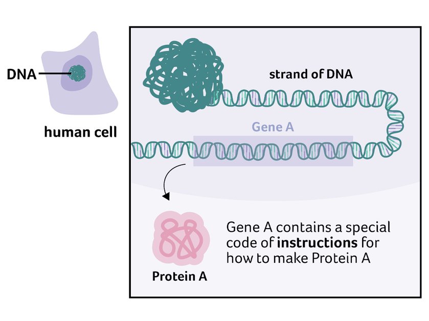 Illustration of what DNA is