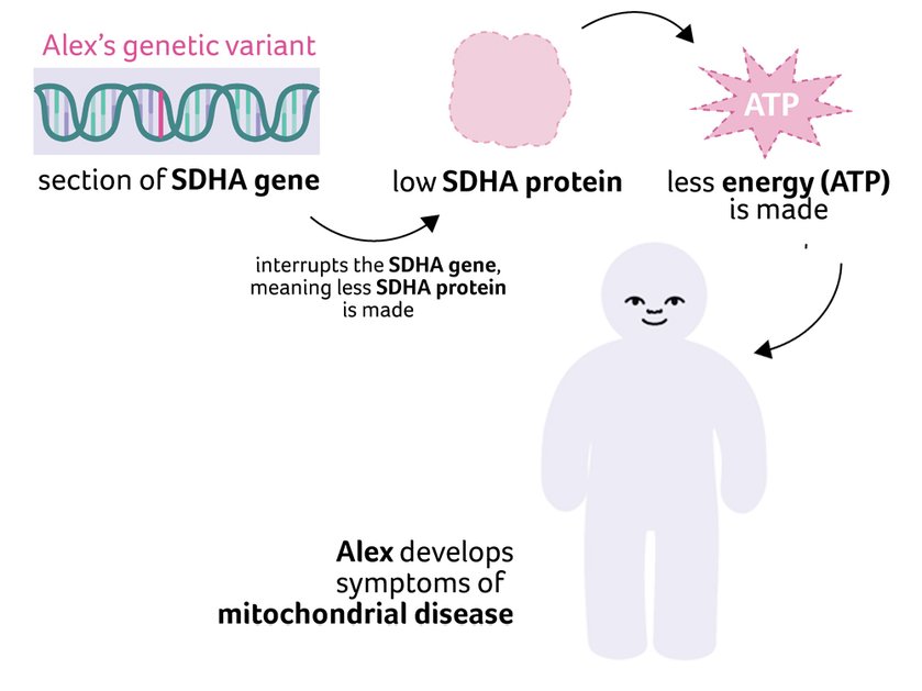 Illustration of what happens with a genetic variant