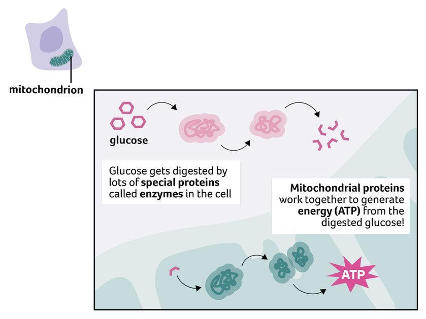 Illustration of how proteins relate to mitochondria