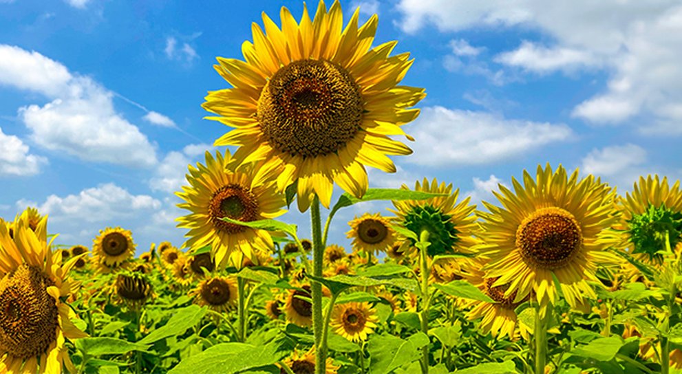 A field of Yellow sunflowers with a bright blue summer sky, One sunflower has grown taller than the others.