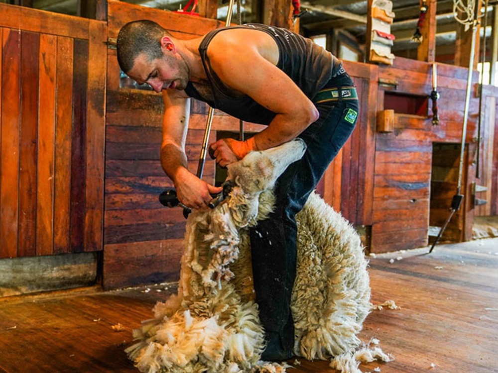 A man shearing a sheep