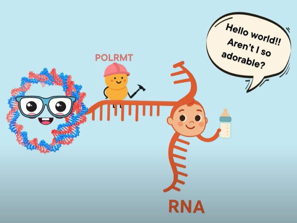 Graphic illustration of mitochondrial RNA