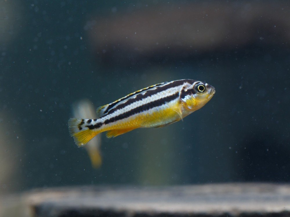 Close-up of a tiny zebrafish in water