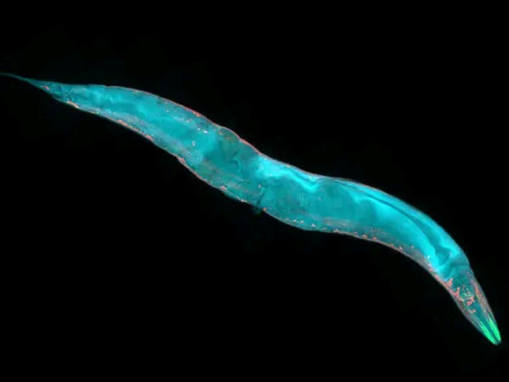 Close-up of a C. elegans worm of the sort used in mitochondrial disease research
