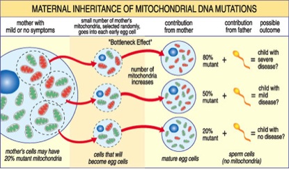 qa_maternal_inheritance.jpg